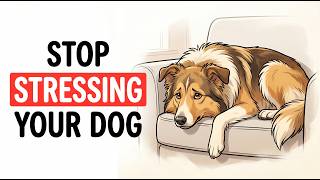 5 Everyday Habits That Quietly Stress Your Dog (Stop Doing These)