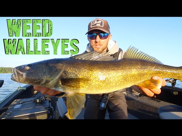 How to Fish Swimbaits for Spring Walleyes - Walleye Fishing 