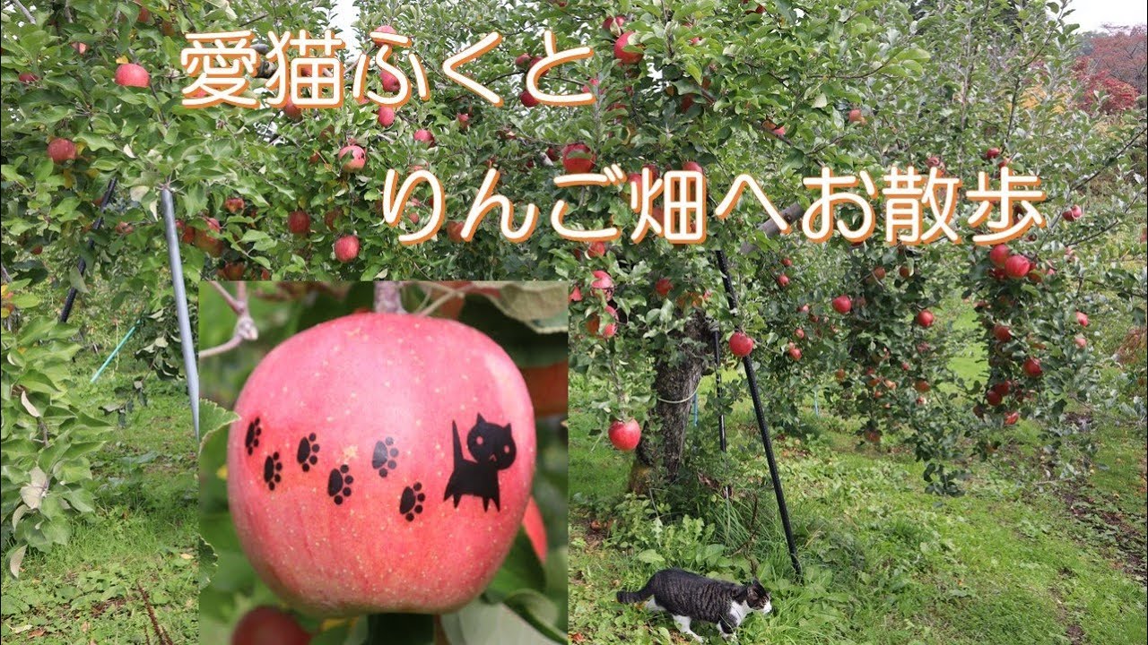 標高550ｍ 愛猫ふくとりんご畑へお散歩 りんごシール Youtube