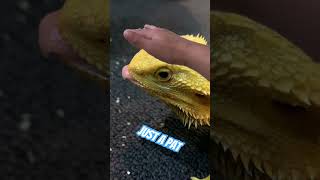 Patting fake coco #reptile #animal #lizard #greenscreen