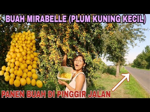 Video: Pohon Mirabelle