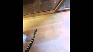 Celebrity Male Jungle carpet python Profile