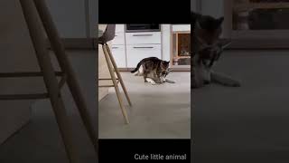 Funny Animal Videos 2022 😂 Funniest Cats And Dogs Videos 🤣 by Love kittens 😻 9 views 1 year ago 2 minutes, 2 seconds