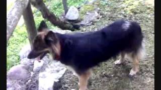 Diana - Pastore T. x Border Collie by Jessica24 4,005 views 14 years ago 3 minutes, 5 seconds