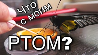 БАБОЧКА ЗЛИТСЯ! НЕУДОБНЫЙ РОТ! КОРМИМ С МАШЕЙ БАБОЧЕК