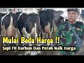 Harga Mulai Beda ‼️ Sapi FH Dara Bunting Dan Siap Perah Makin Naik Aja