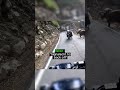 Biker Faces a Yak! 🏍️🐂