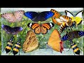 Catching Beautiful Butterflies in the Wild | Insect Hunting