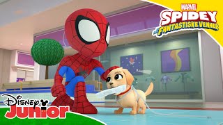 Hundehvalpen Redder Dagen Spidey Og Hans Fantastiske Venner Disney Junior Danmark