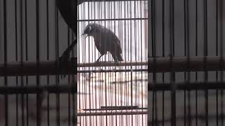 Download Lagu Poksay Mantel Gacor Pagi Hari MP3