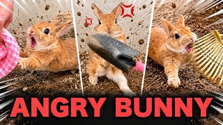 Bunny Boss Gets MAD at Work! Bunny Boss Gets MAD at Work!