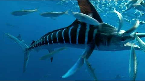 SPEARED by a MARLIN