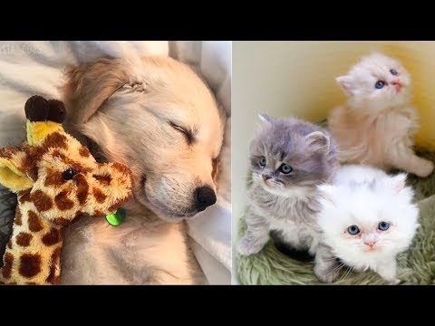 funny cats sleeping in weird positions compilation 2014 funnyplox Funny Baby Animals Doing Funny Things.Best Funny Compilation