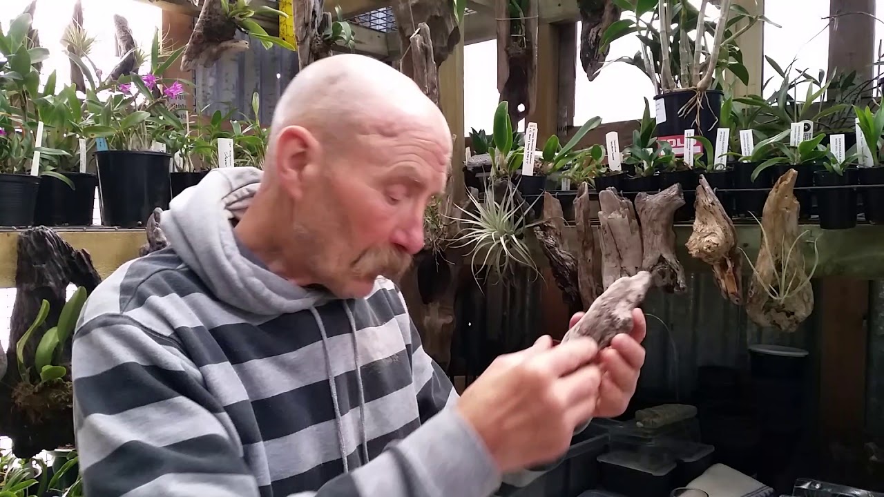 Air Plants Tillandsia Andreana Mounting