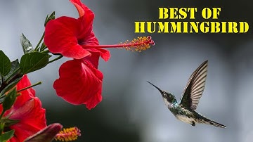 The Best Hummingbird Facts You