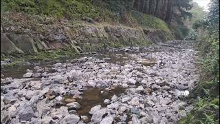 Jack And Lilly. Disfluency