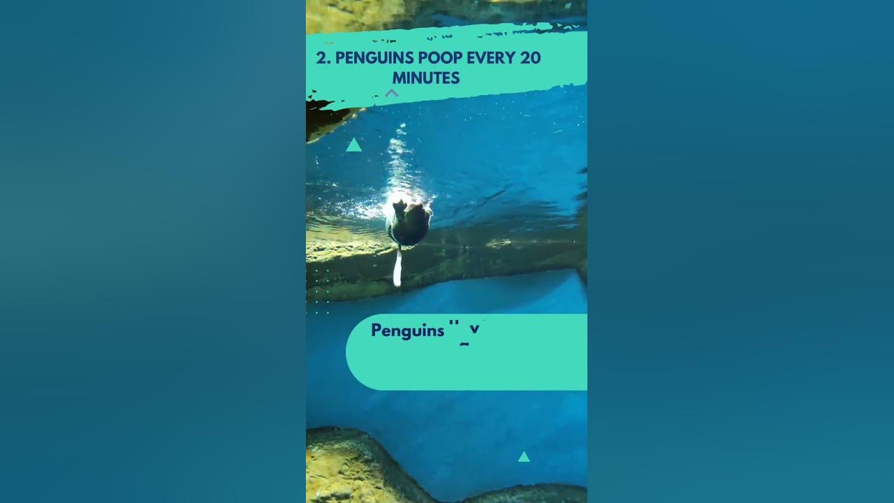 3 Fascinating Facts About Penguins You Might Didn t Know shorts 3-fascinating-facts-about-penguins-you-might-didn-t-know-shorts