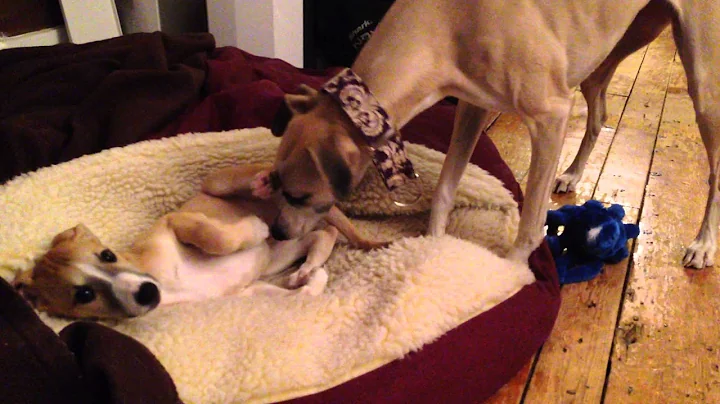 9 Week Old Whippet Puppy's First Night Home