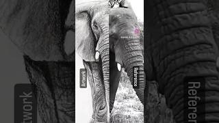 Did you know? #artwork vs #reference  #elephant #pencildrawing #saveanimals #art #ai #pexels