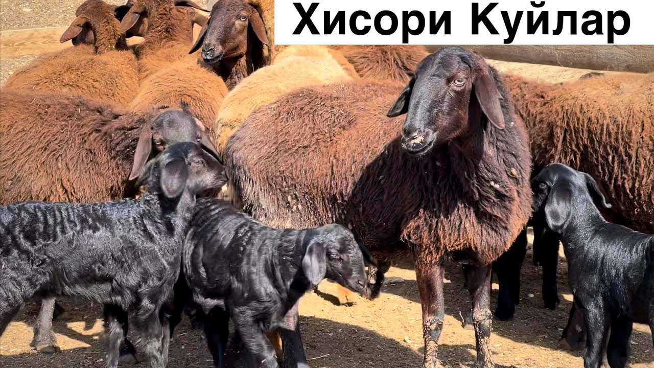 Елита 1 Сорт! ☎️+998 77 160 2198