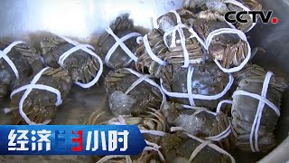 30万年薪的设计师回乡养螃蟹，养出2000元一只的蟹王一年挣百万 「经济半小时」20220913 | CCTV财经