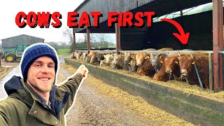 A DAY IN THE LIFE OF A BEEF FAMER | THE CRIMBO LIMBO