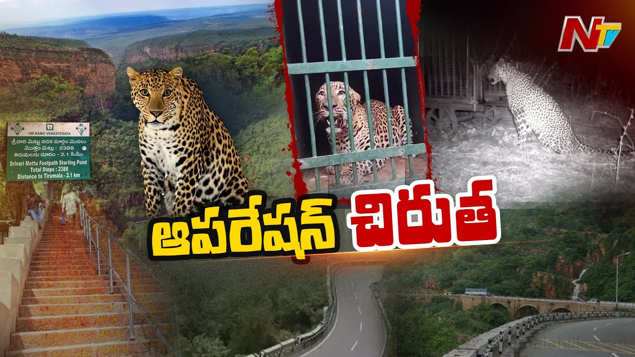 Tirumala Leopards : నడకదారి దగ్గరలో ఇంకా ఎన్ని చిరుతలు ఉన్నాయి..? | Special Focus | NTV