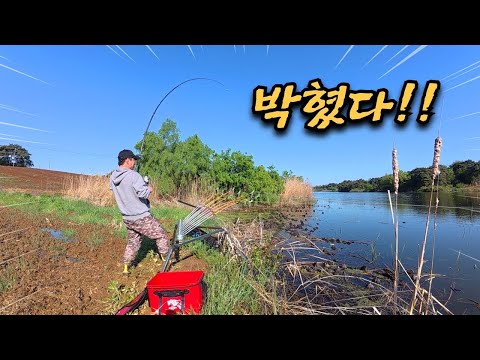 이게 가능하다고?? 폭우 쏱아진 다음날.. 민물장어들이 미쳤다!!