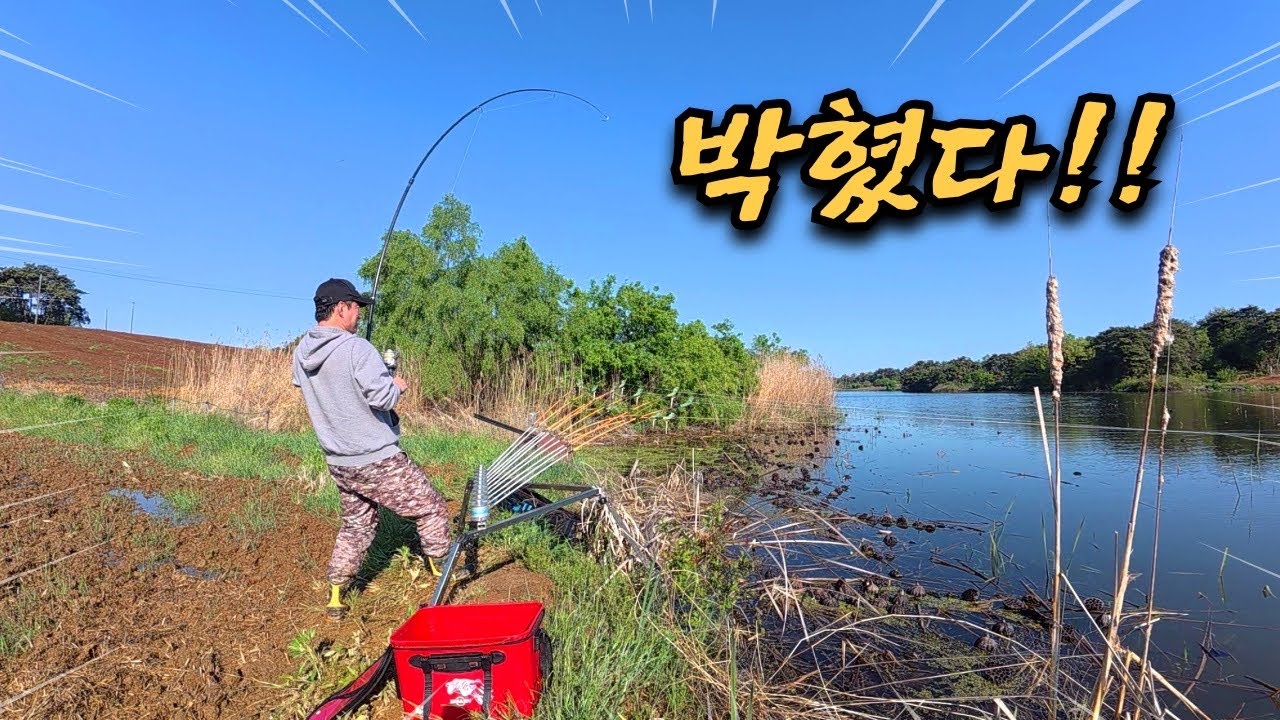 Возможно ли это? На следующий день после сильного дождя... пресноводные угри сошли с ума!!