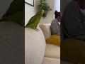 PARROT talk🥰 🤣#policeofficer #funny #whowillbemylifepartnerta #parrot #lifeisbutadream #birds