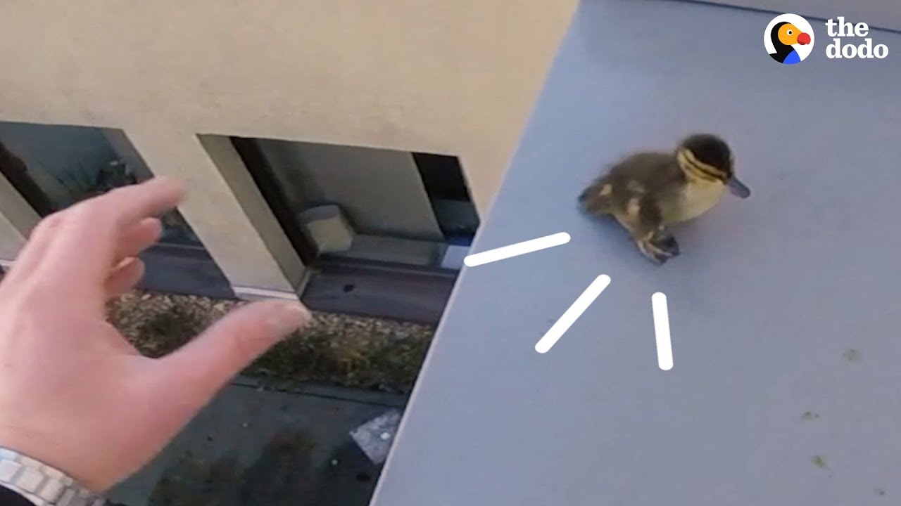 ⁣Guy Risks Life To Save Ducks Trapped On A Roof | The Dodo
