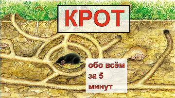 КРОТ (Talpa). Энциклопедия дикой природы