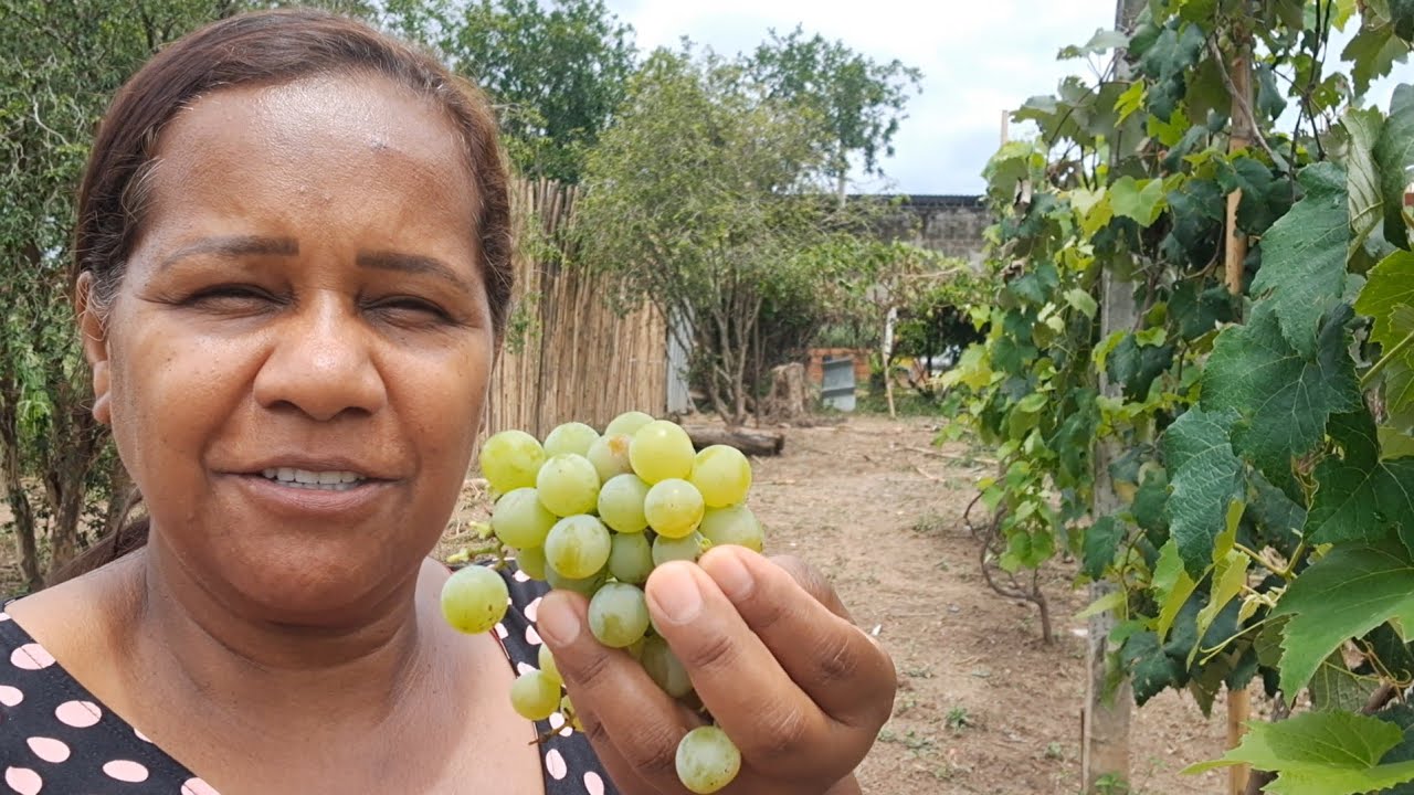 VIDA no sítio cuidado  do jardim  e colhendo  frutas 