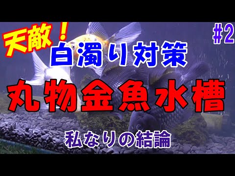 金魚飼育 丸物金魚水槽 2 白濁り対策 Youtube