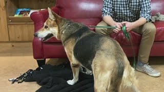 Second Chance Pets: Adonna