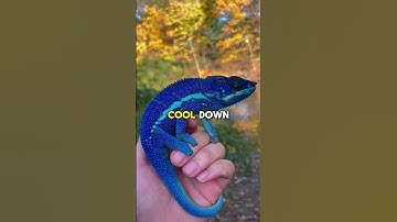 Why Chameleons Really Change Color (It’s Not Just Camouflage!)