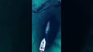 the sound of the blue whale#viral #1M #المحيطات_والبحار #foryoupag# صوت الحوت الازرق في الواحة#whale