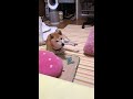 小春って呼んでみた 柴犬縦動画 #shorts #柴犬