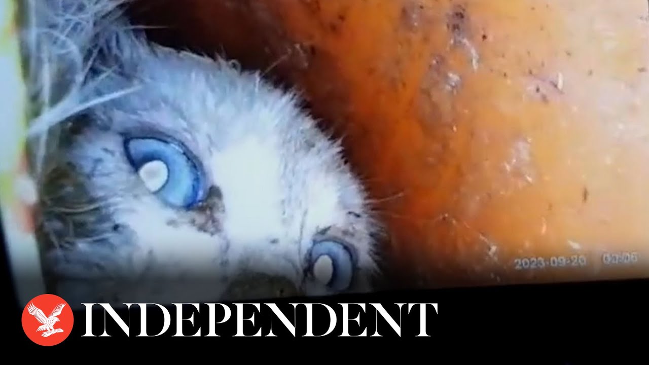 Kitten rescued after getting stuck up water drain pipe - YouTube