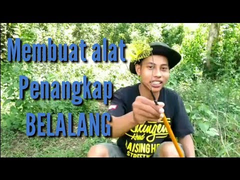 Cara Buat Sarang Belalang