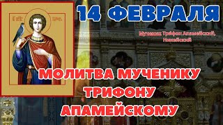 молитва 14 февраля, Молитва мученику Трифону Апамейскому