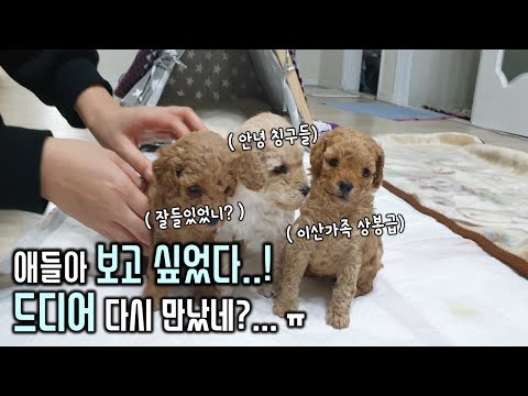 [2화] 토리, 가족을 만났어요