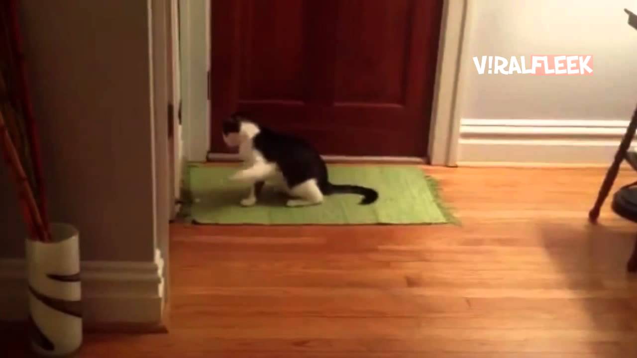 cute cats vs the door stopper spring compilation YouTube