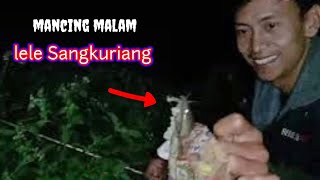 Malam-malam dapat ikan Lele Dumbo Sangkuriang