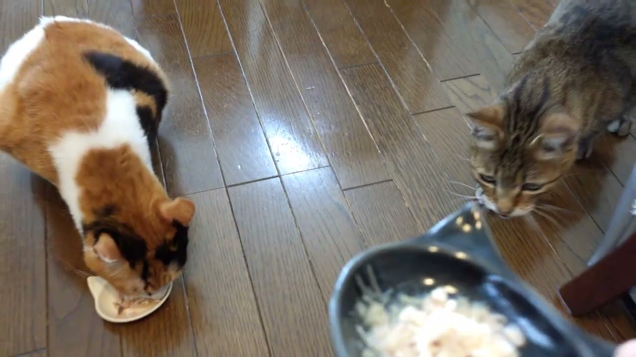 💊お薬ご飯の時間だよ💕皆様のおかげで本当に助かってますm(__)m