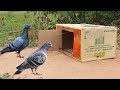 Cardboard Box Bird Trap - How To Make An Easy Pigeon Trap Using Cardboard Box