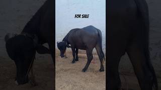 🐃🖤Murrah Bull🖤🐃@GujjarbreadingFarm