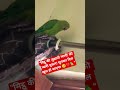 ​जब मिट्ठू ने पहली बार साफ़ आवाज़ में कहा 'मम्मी'! ✨#mitthu #talkingparot #birds #viral #trending