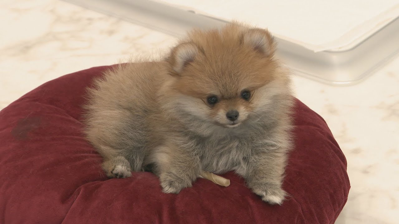 犬と猫にマイクロチップ装着「義務化したからといって虐待や飼育放棄は簡単にはなくならない」 ペットの命を守るには？