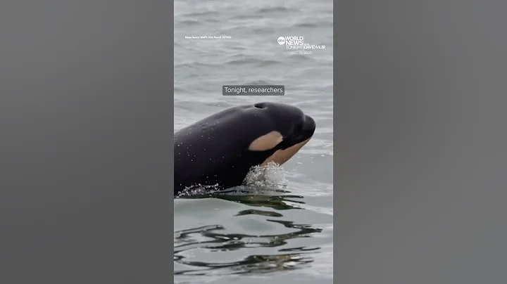 Newborn orca calf spotted in Washington's Puget Sound